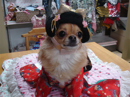 犬の洋服と着物、犬の美容室のお店 　★ペットファッション　ミルキー★ (4801)