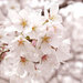 【透明感をつくろう☆】春を先取り！花咲く和装メイク♪【桜編】