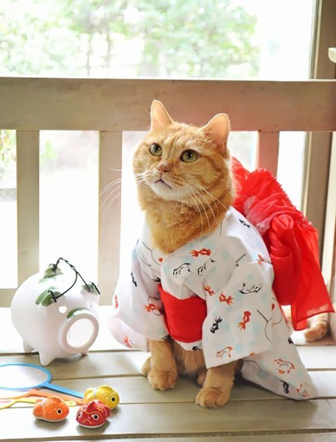 【和服】着物を着た猫がむちゃくちゃかわいい　猫用着物の購入方法は？ (4764)