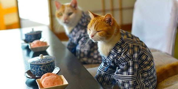 日本の着物とネコを組み合わせた可愛すぎる写真集！ | パラリウム (4765)