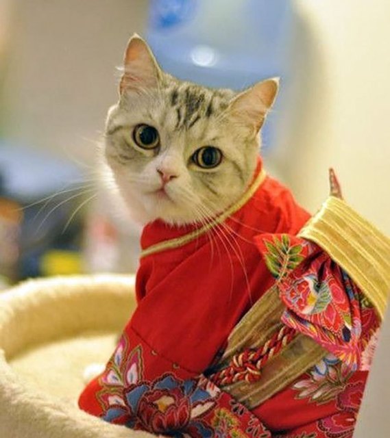 【和服】着物を着た猫がむちゃくちゃかわいい　猫用着物の購入方法は？ (4769)