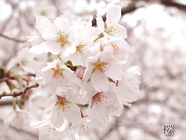 桜の花言葉は【精神の美・優美な女性・こころの美しさ】